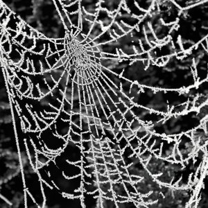 Spinnennetz...... Werner Schuffenhauer